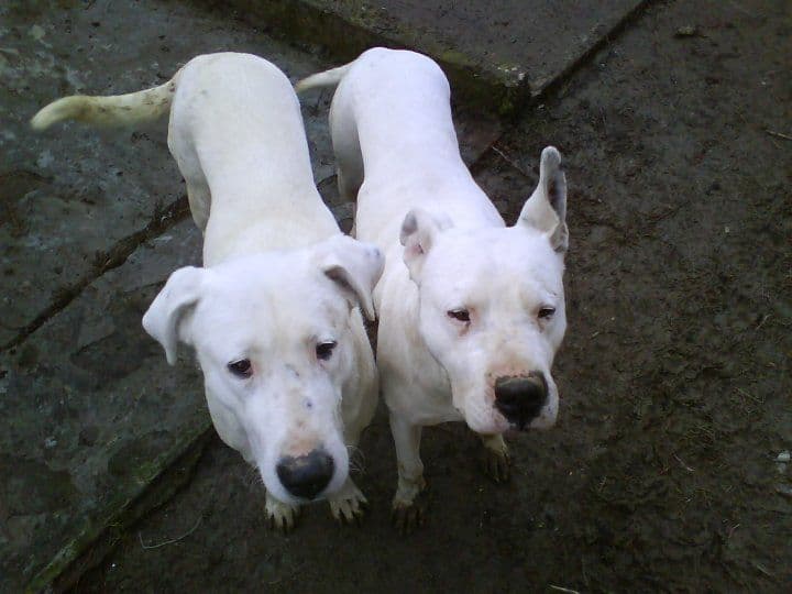 Miroslavove psy, zfroj: Facebook